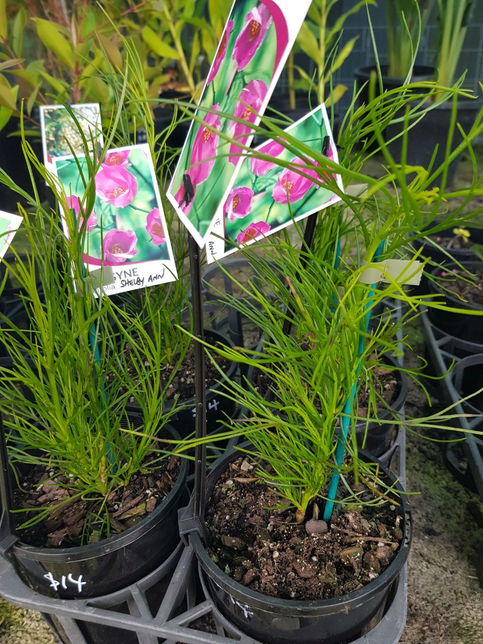 AN - Alyogyne - Hakeifolia - Shelby Ann - One Red Hill